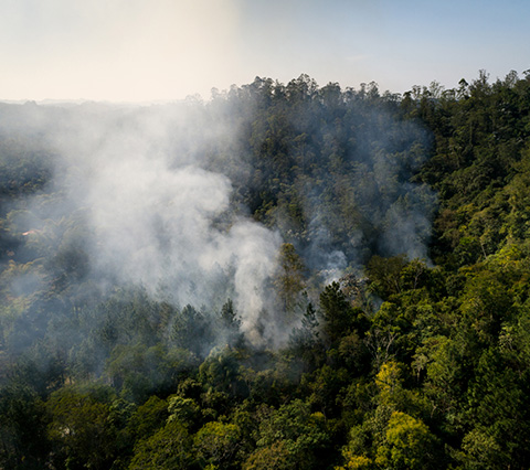 Un Bosque Humeando Producto de los Delitos Ambientales